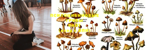 крисы Богородск